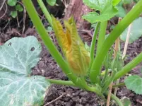 Zucchini (3).webp