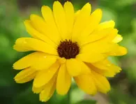 blume1.webp