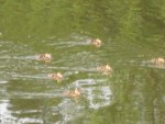 Baby-Enten.JPG