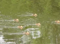 Baby-Enten.webp