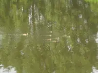 Baby-Enten (2).webp