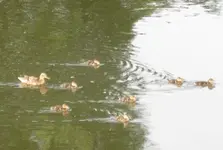 Baby-Enten (3).webp