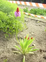 Unbekannt4.webp