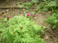 Unbekannt6.webp