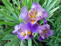074.webp