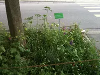 baumMAI-19.webp