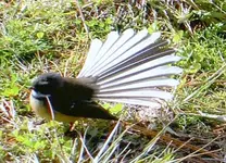 Fantail (70)v.webp