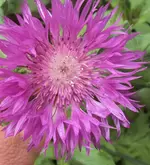 DSC01535 - 2011-05-19 - kaukasus-flockenblume.webp