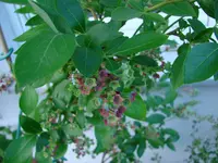 DSC05535.webp
