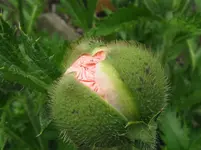 IMG_2681_1067x800.webp