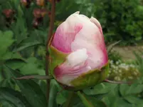 IMG_2682_1067x800.webp