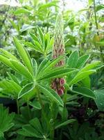 lupinen1.webp