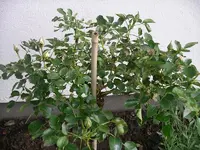IMGP0184.webp