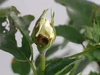 IMGP0186.webp