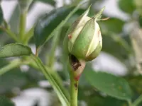 IMGP0187.webp