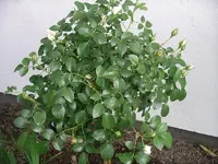 IMGP0181.webp