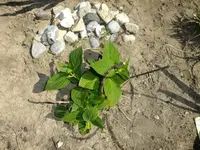 DSCF8864.webp