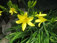 Gelbe Taglilie.webp