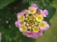 Wandelrose.webp