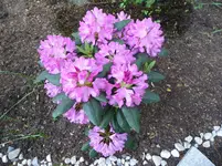 P1040114.webp