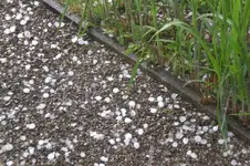 Garten Mai3 006.webp