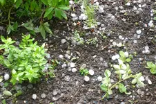 Garten Mai3 007.webp
