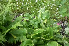 Garten Mai3 010.webp