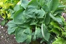 Garten Mai3 011.webp