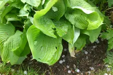 Garten Mai3 014.webp