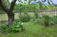 Garten Mai3 019.webp