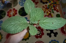 P1070339_kl.webp