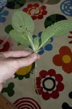 P1070341_kl.webp