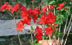 Parkfeuer1_kleiner.webp
