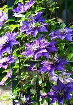 Multi Blue3_kleiner.webp