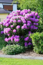 lila Rhodi in voller Blüte_kleiner.webp