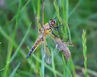 Vierflecklibelle beim Schlupf1_kleiner.webp