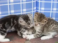 Katzen 008.webp