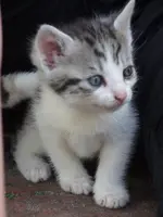 Katzen 003.webp