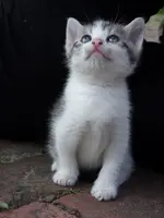 Katzen 006.webp