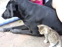 Katzen 005.webp