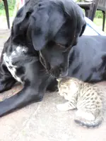 Katzen 007.webp