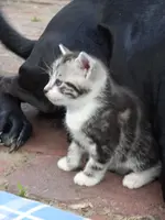 Katzen 009.webp