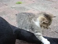 Katzen 014.webp