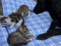 Katzen 013.webp