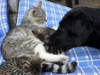 Katzen 012.webp