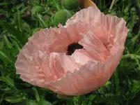 IMG_mohn rosa_1067x800.webp