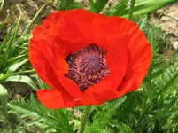 IMG_mohn rot_1067x800.webp
