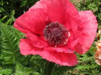 IMG_mohn groß_1067x800.webp