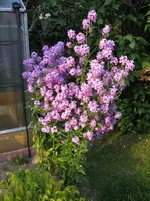 Lila Pflanze.webp