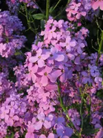 Lila Pflanze Blüte.webp